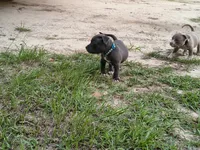 Light Blue Collar , a female American Bully for sale in Bishopville, SC – 5 of 8
