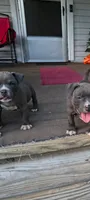 Light Blue Collar , a female American Bully for sale in Bishopville, SC – 6 of 8