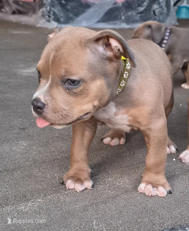 Yellow Collar  – American Bully puppy for sale in Bishopville, SC