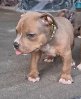 Yellow Collar , a female American Bully for sale in Bishopville, SC – 1 of 10