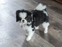 Augustus, a male Japanese Chin for sale in Atkinson, NE – 8 of 10