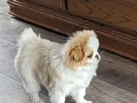 Ella , a female Japanese Chin for sale in Atkinson, NE – 3 of 10