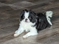Augustus, a male Japanese Chin for sale in Atkinson, NE – 4 of 10