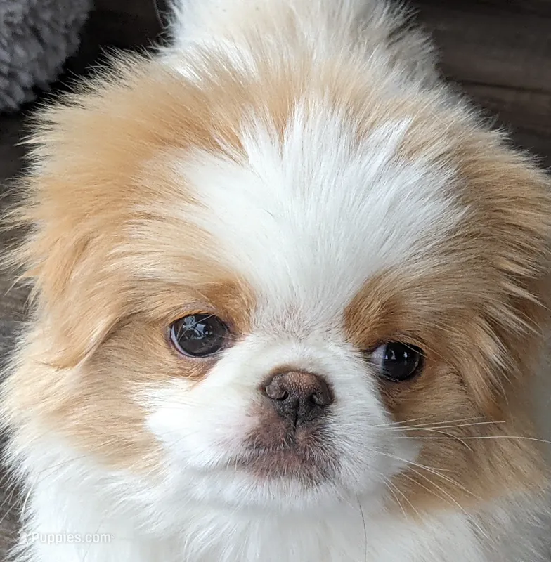 Ella  – Japanese Chin puppy for sale in Atkinson, NE