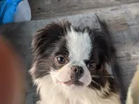 Augustus, a male Japanese Chin for sale in Atkinson, NE – 5 of 10