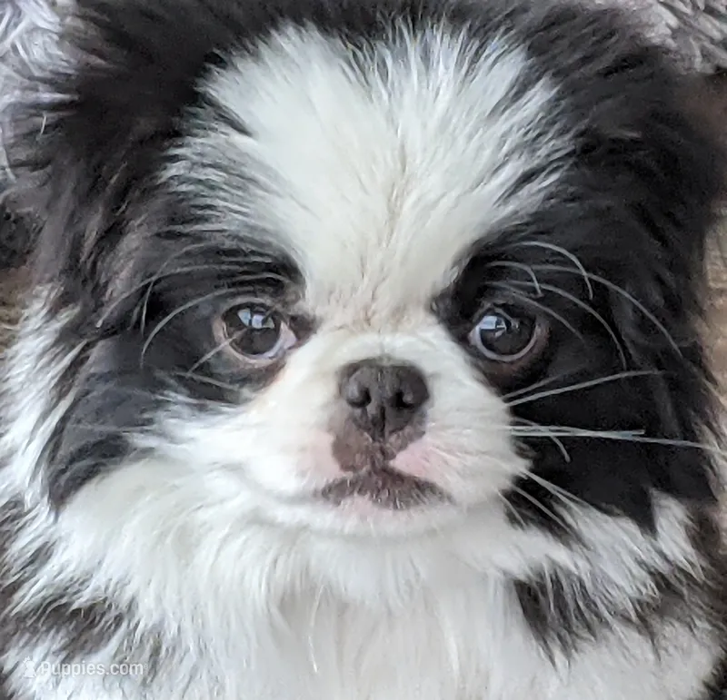 Augustus – Japanese Chin puppy for sale in Atkinson, NE