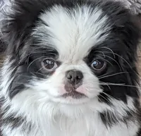 Augustus, a male Japanese Chin for sale in Atkinson, NE – 1 of 10