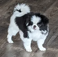 Augustus, a male Japanese Chin for sale in Atkinson, NE – 2 of 10