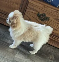 Ella , a female Japanese Chin for sale in Atkinson, NE – 6 of 10