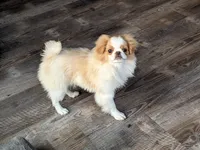 Ella , a female Japanese Chin for sale in Atkinson, NE – 7 of 10