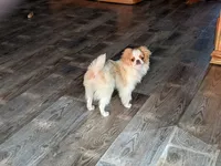 Ella , a female Japanese Chin for sale in Atkinson, NE – 4 of 10