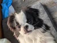 Augustus, a male Japanese Chin for sale in Atkinson, NE – 10 of 10