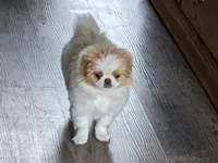 Ella , a female Japanese Chin for sale in Atkinson, NE – 5 of 10