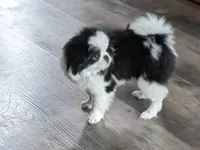Augustus, a male Japanese Chin for sale in Atkinson, NE – 7 of 10