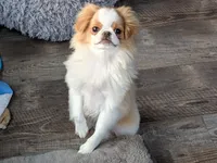 Ella , a female Japanese Chin for sale in Atkinson, NE – 2 of 10