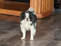 Augustus, a male Japanese Chin for sale in Atkinson, NE – 3 of 10