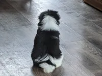 Augustus, a male Japanese Chin for sale in Atkinson, NE – 9 of 10