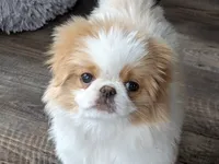 Ella , a female Japanese Chin for sale in Atkinson, NE – 10 of 10