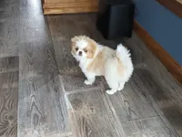Ella , a female Japanese Chin for sale in Atkinson, NE – 9 of 10