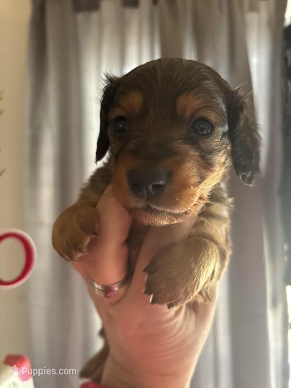 Clyde – Miniature Dachshund puppy for sale in Merrill, WI