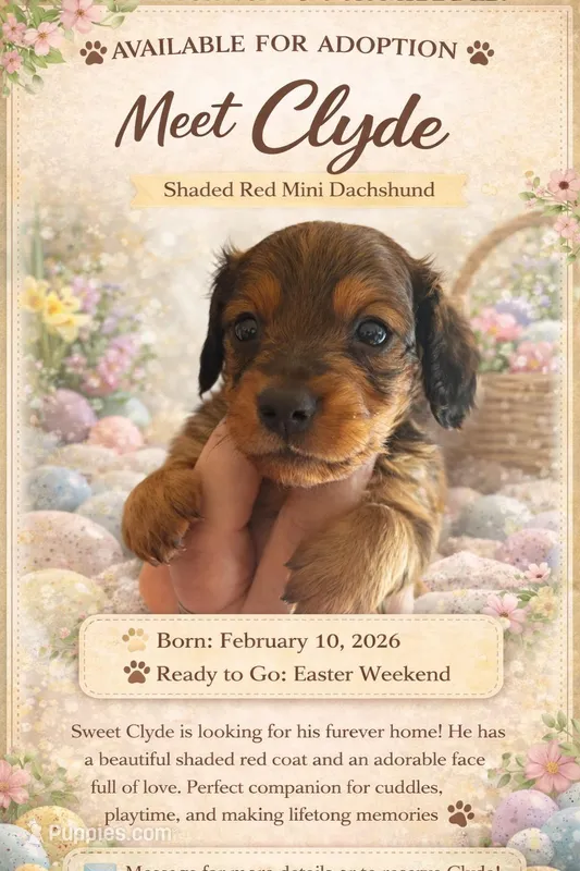 Clyde – Miniature Dachshund puppy on hold in Merrill, WI