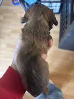 Clyde, a male Miniature Dachshund for sale in Merrill, WI – Photo 2 of 2