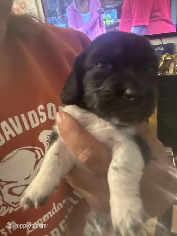 Checkers-PIEBALD – Miniature Dachshund puppy for sale in Merrill, WI