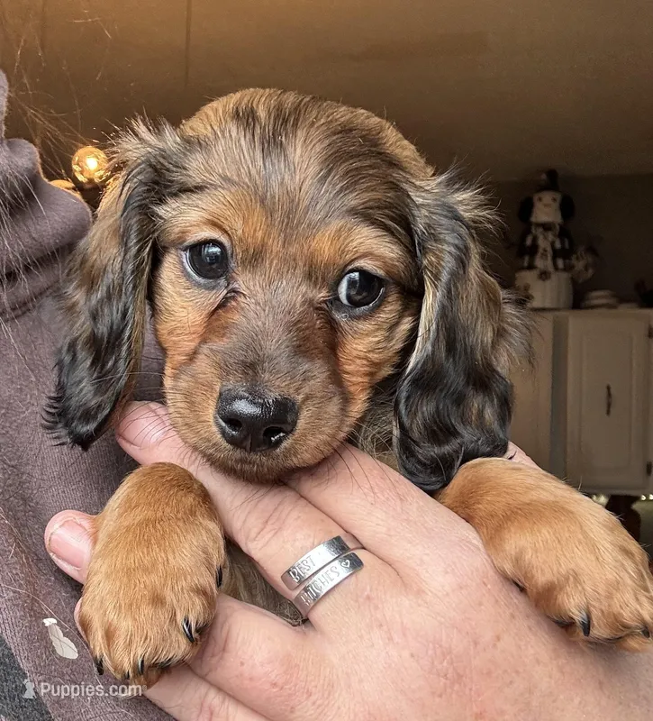 Bonnie – Miniature Dachshund puppy on hold in Merrill, WI