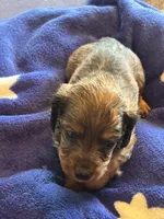 Bonnie, a female Miniature Dachshund for sale in Merrill, WI – Photo 2 of 3