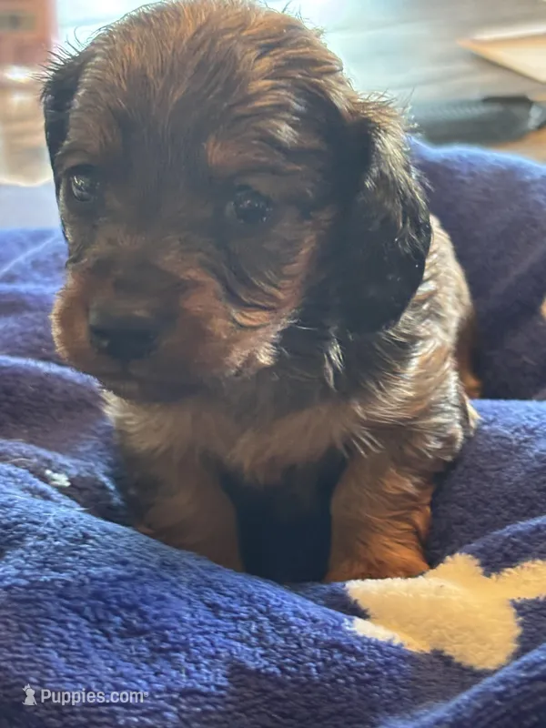 Bonnie – Miniature Dachshund puppy for sale in Merrill, WI