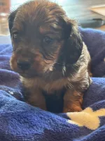 Bonnie, a female Miniature Dachshund for sale in Merrill, WI – Photo 1 of 3