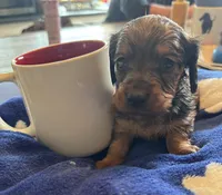 Bonnie, a female Miniature Dachshund for sale in Merrill, WI – Photo 3 of 3