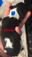 Othello-PIEBALD, a male Miniature Dachshund for sale in Merrill, WI – 2 of 3