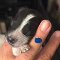 Othello-PIEBALD, a male Miniature Dachshund for sale in Merrill, WI – 3 of 3