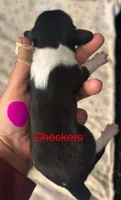 Checkers-PIEBALD, a female Miniature Dachshund for sale in Merrill, WI – 2 of 3