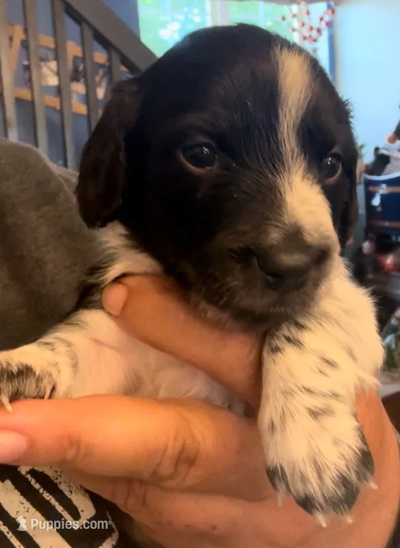 Othello-PIEBALD – Miniature Dachshund puppy for sale in Merrill, WI