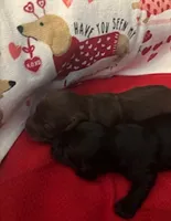 Kisses, a female Miniature Dachshund for sale in Merrill, WI – Photo 3 of 4