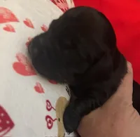 Kisses, a female Miniature Dachshund for sale in Merrill, WI – Photo 2 of 4