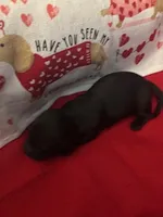 Kisses, a female Miniature Dachshund for sale in Merrill, WI – Photo 4 of 4