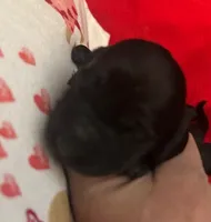 Kisses, a female Miniature Dachshund for sale in Merrill, WI – Photo 1 of 4