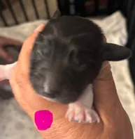 Checkers-PIEBALD, a female Miniature Dachshund for sale in Merrill, WI – 3 of 3