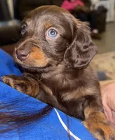 Millie weenie Brown, a female Miniature Dachshund for sale in Merrill, WI – Photo 2 of 3