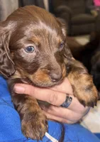 Millie weenie Brown, a female Miniature Dachshund for sale in Merrill, WI – Photo 3 of 3