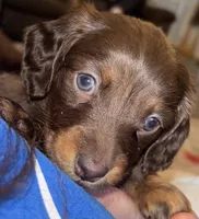 Millie weenie Brown, a female Miniature Dachshund for sale in Merrill, WI – Photo 1 of 3