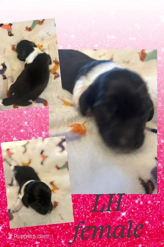 Checkers-PIEBALD – Miniature Dachshund puppy for sale in Merrill, WI