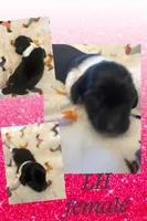 Checkers-PIEBALD, a female Miniature Dachshund for sale in Merrill, WI – 1 of 3