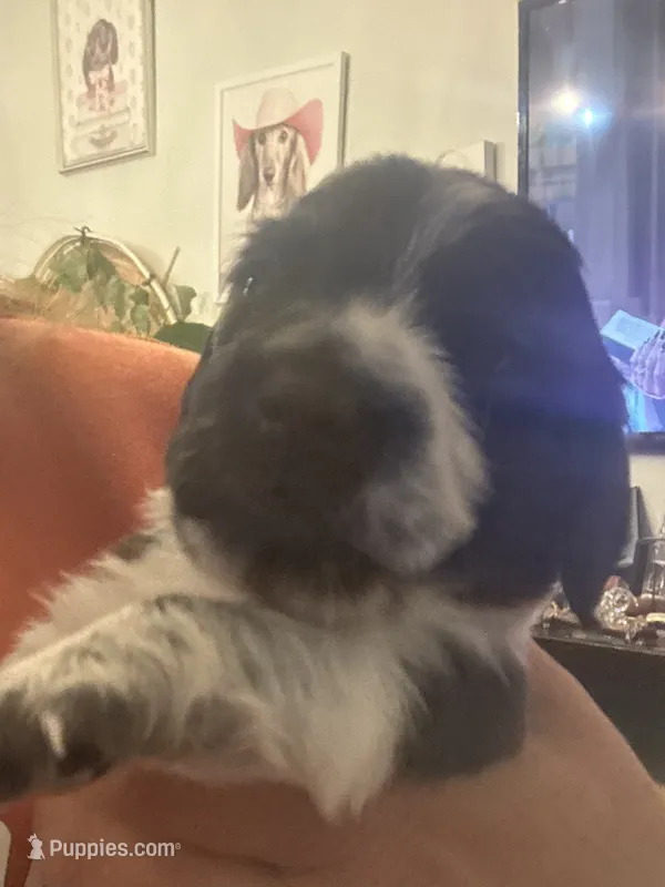 Othello-PIEBALD – Miniature Dachshund puppy for sale in Merrill, WI
