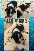 Othello-PIEBALD, a male Miniature Dachshund for sale in Merrill, WI – 1 of 3