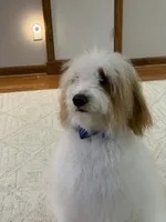 Cinnamon , a male Goldendoodle for sale in Glenshaw, PA – 4 of 7