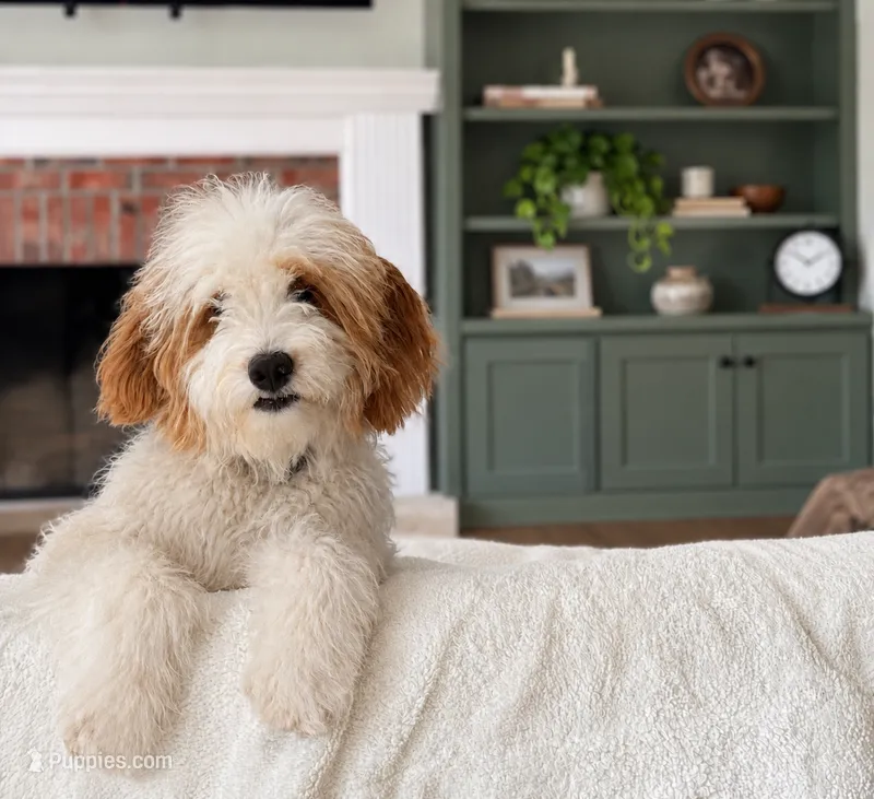Cinnamon  – Goldendoodle puppy for sale in Glenshaw, PA